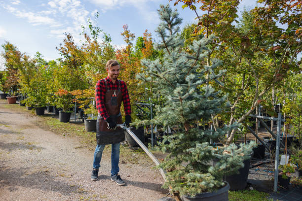 How Our Tree Care Process Works  in Lorton, VA